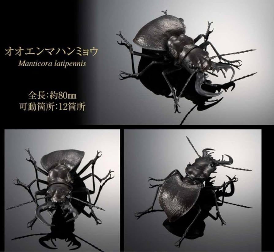 【標本】オオエンマハンミョウ アウトレット セール 通販ペット用品 - オオエンマハンミョウの